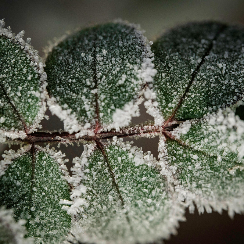 February Magic: Festivals, Folklore & Blessings