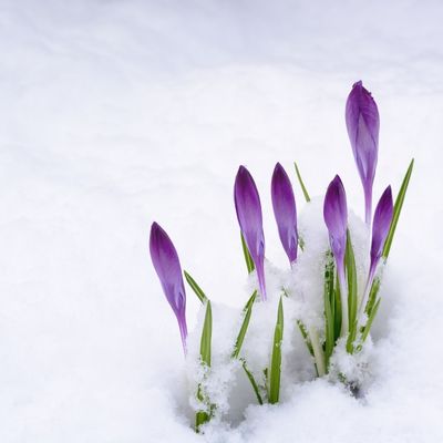 March Rituals for Reawakening